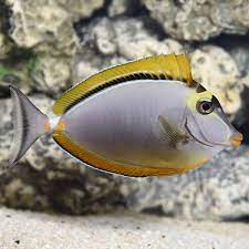 Blonde Naso Tang