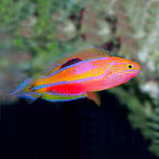 Splendid Pintail Male Fairy Wrasse