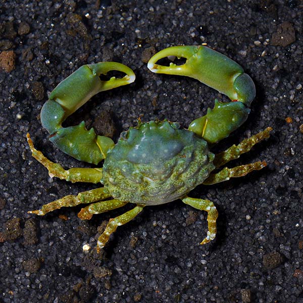 Mithraculus sculptus - Emerald Crab