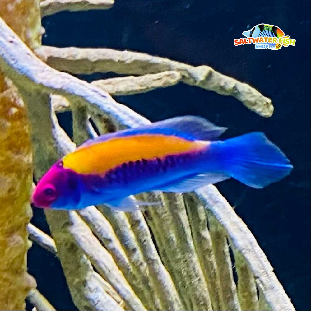 Orange Back Fairy Wrasse