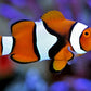 TRUE PERCULA CLOWNFISH