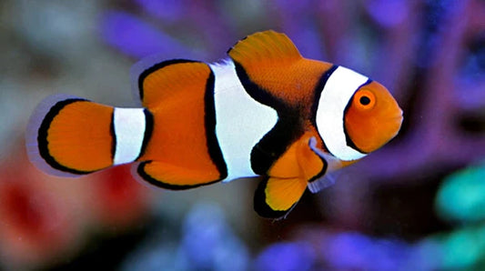 TRUE PERCULA CLOWNFISH