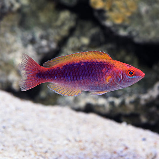 Tricolor fairy wrasse