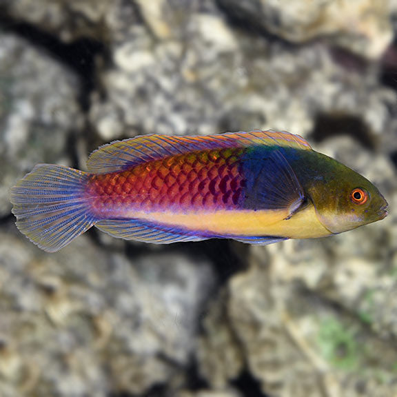 Blue sided fairy wrasse