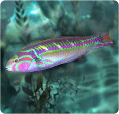 Rainbow wrasse