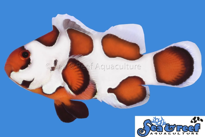 ORANGE STORM CLOWNFISH