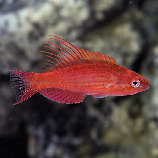 Blue flasher wrasse