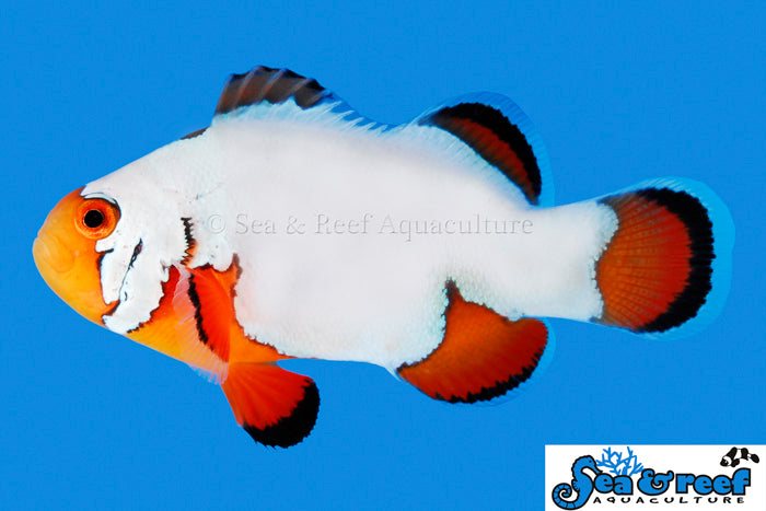 SNOWFLAKE CLOWNFISH