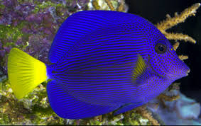 PURPLE TANG