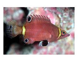 YELLOW BANDED POSSUM WRASSE