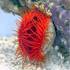 Electric Flame Scallop