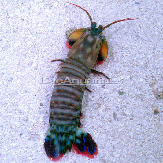 Odontodactylus scyllarus - Peacock Mantis Shrimp