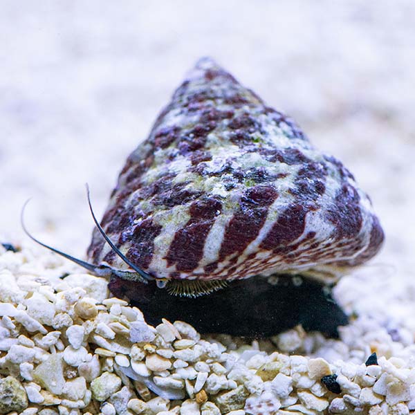 Trochus Snail (Tiger Turbo Snail)