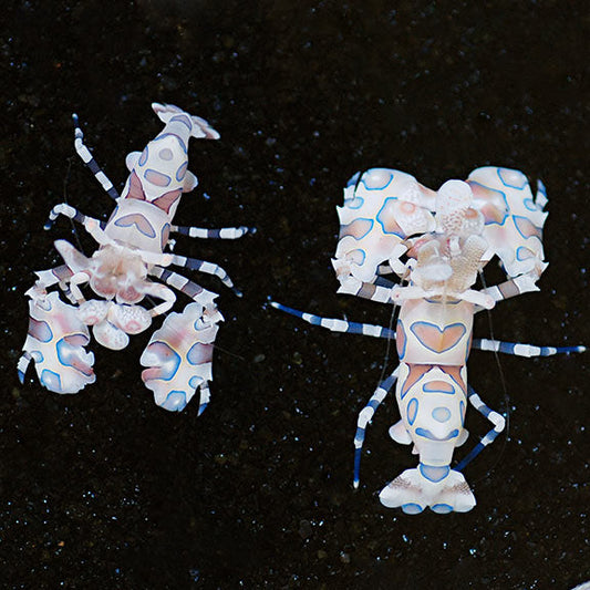 Hymenocera elegans - Harlequin Shrimp