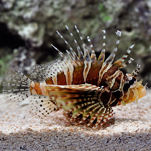 Dwarf Lionfish