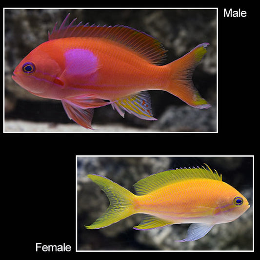 Pink squarespot anthias
