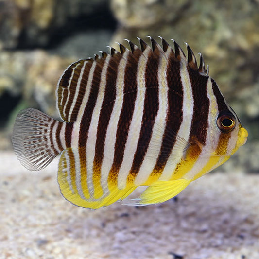 multibanded angel Banded Multifasciatus