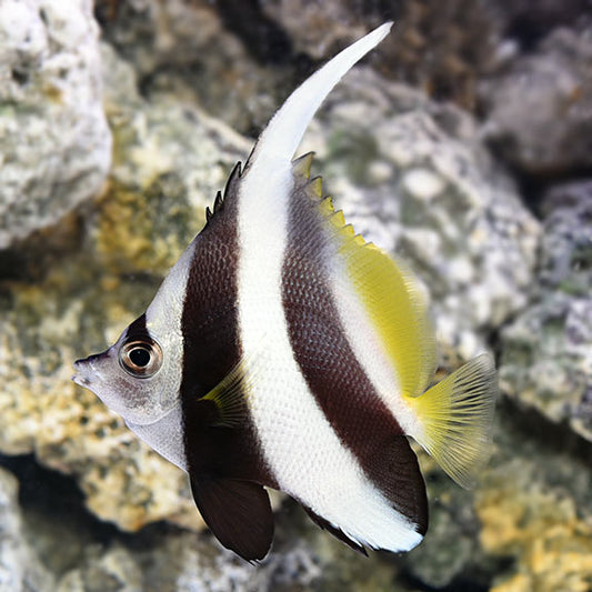 Heniochus, Black & White