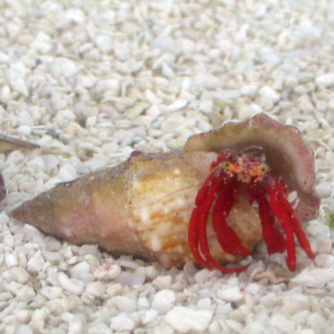 Reef Blue Leg Hermit Crabs