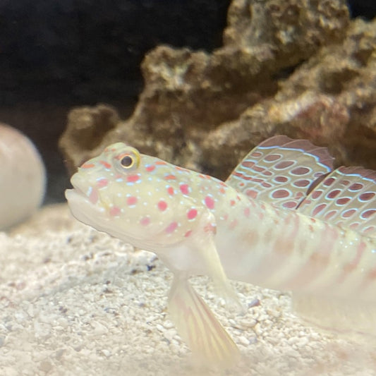 Watchman Goby (Pink/Blue Spot)