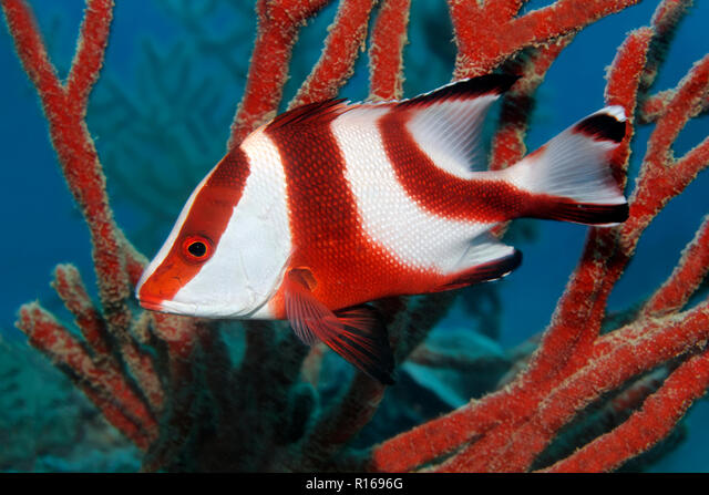 emperor red snapper