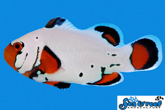 FROSTBITE CLOWNFISH