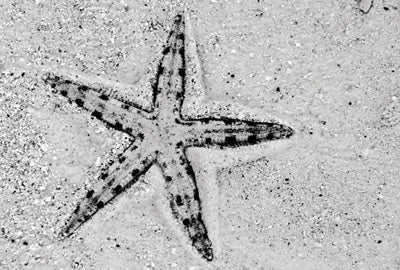 Sand sifting starfish