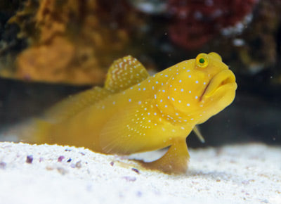 Yellow Watchman Goby